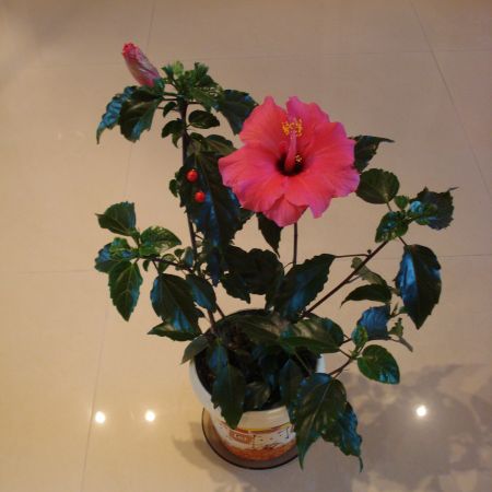 Hibiscus(mihaela)